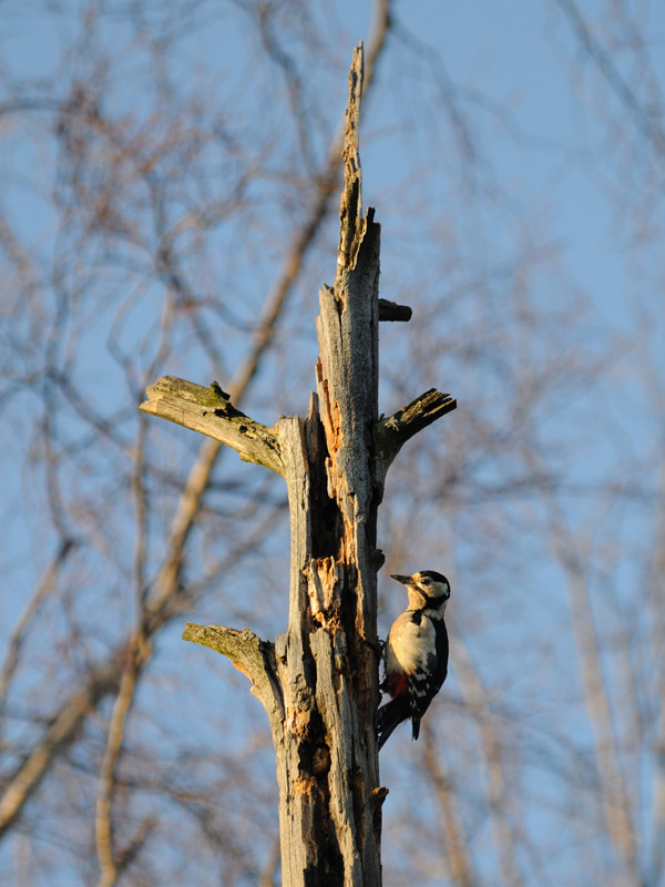 avifauna di helsinki