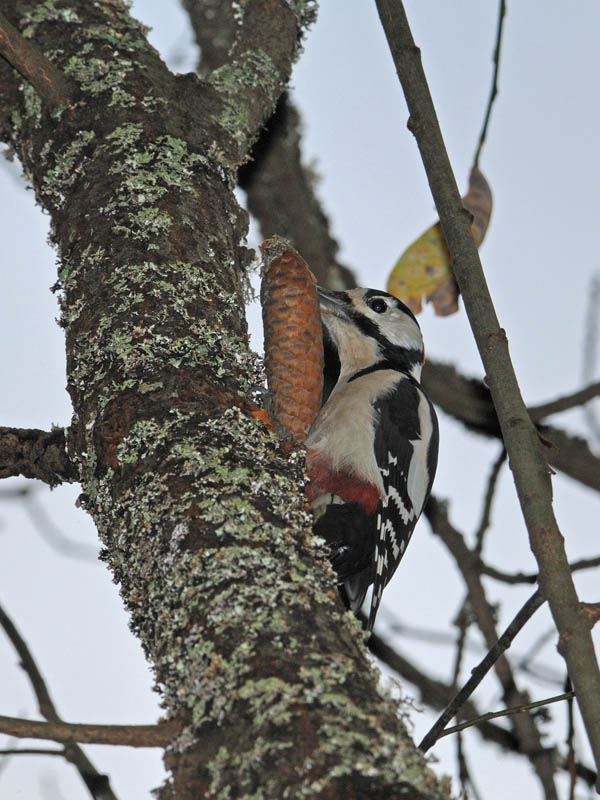 avifauna di helsinki