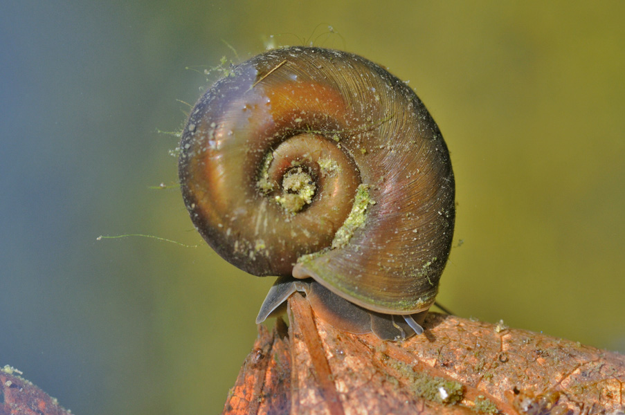 Planorbis, Planorbarius o altro ?