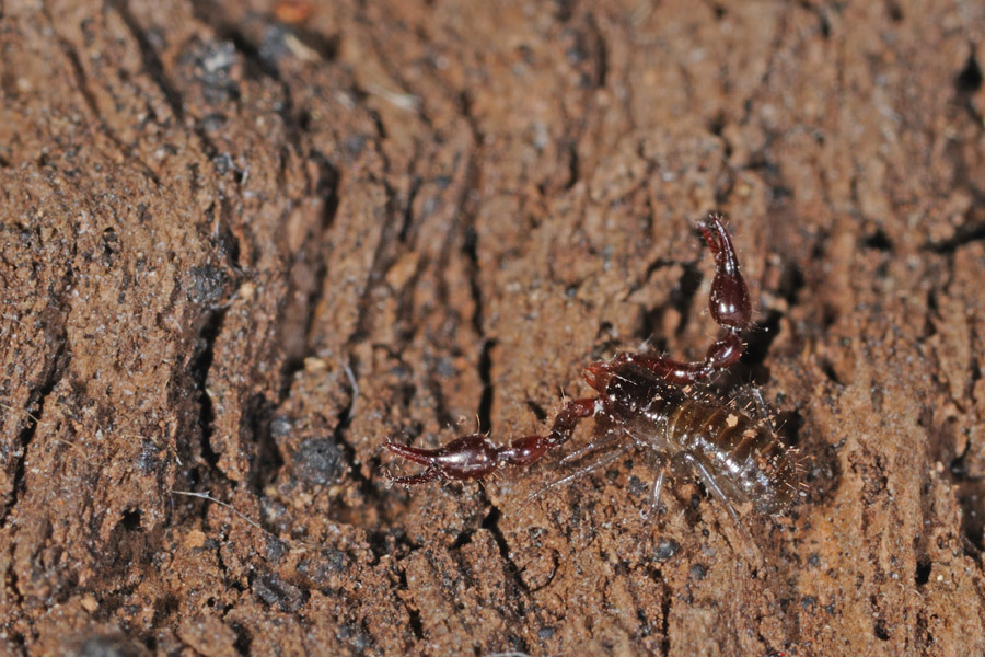 Neobisiidae: Roncus o Neobisium