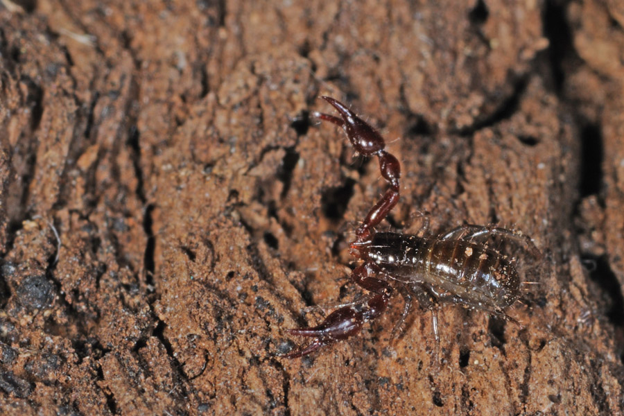 Neobisiidae: Roncus o Neobisium