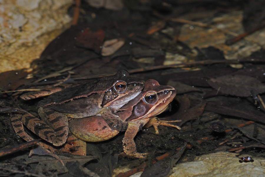 Rana dalmatina