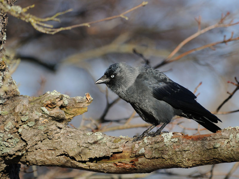 avifauna di helsinki