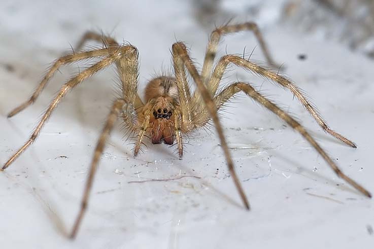 Tegenaria sp.