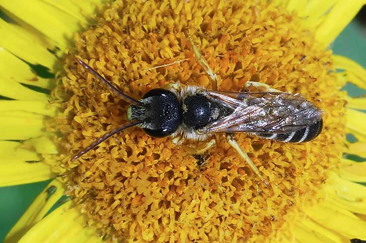 maschi di Halictus scabiosae