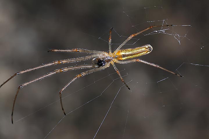 Tetragnatha sp.