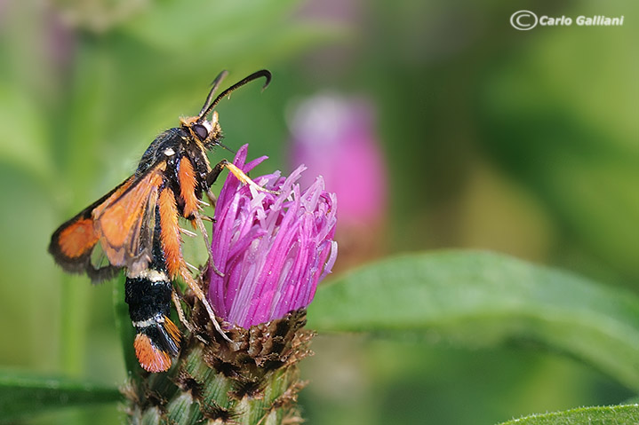 Pyropteron chrysidiforme   ???