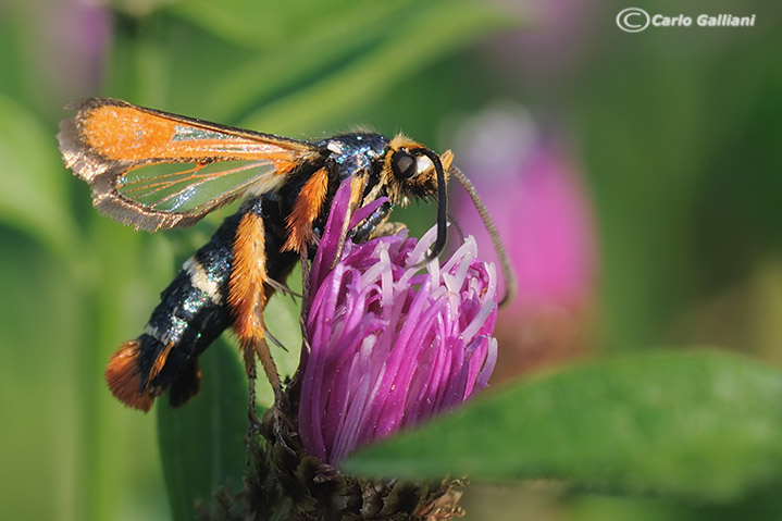 Pyropteron chrysidiforme   ???