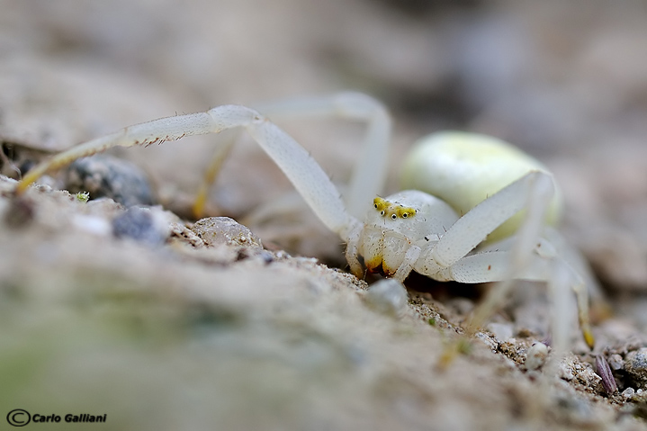 Faccia da ragno (nel mondo del micro) - Misumena vatia