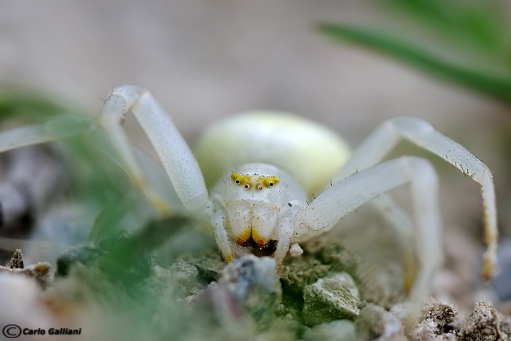 Faccia da ragno (nel mondo del micro) - Misumena vatia