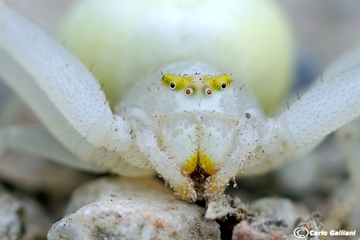 Faccia da ragno (nel mondo del micro) - Misumena vatia