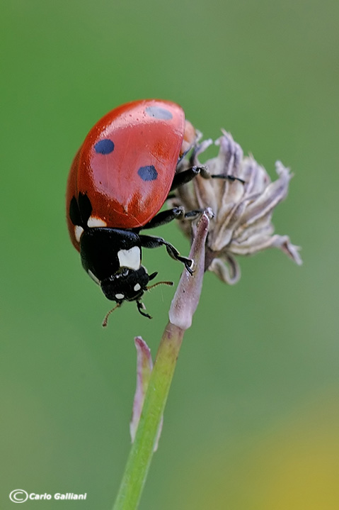 Imenotteri in amore