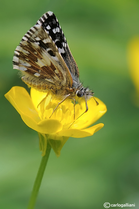 Pyrgus malvoides