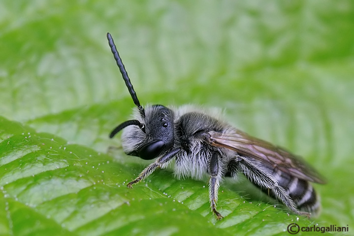 Maschio di Andrena sp. (Apidae Andreninae)