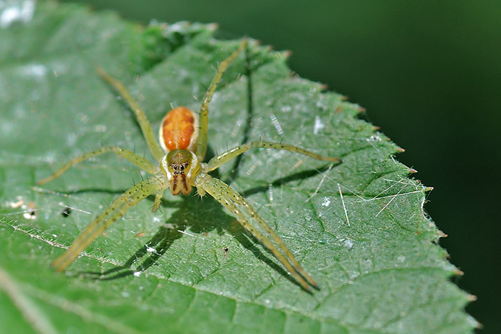 Dolomedes sp.