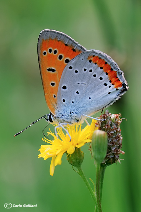 Farfalla rara-licaena dyspar