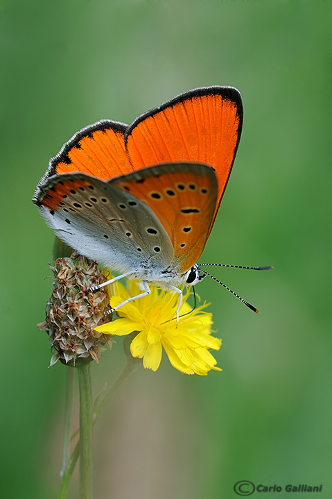 Farfalla rara-licaena dyspar