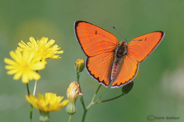 Farfalla rara-licaena dyspar