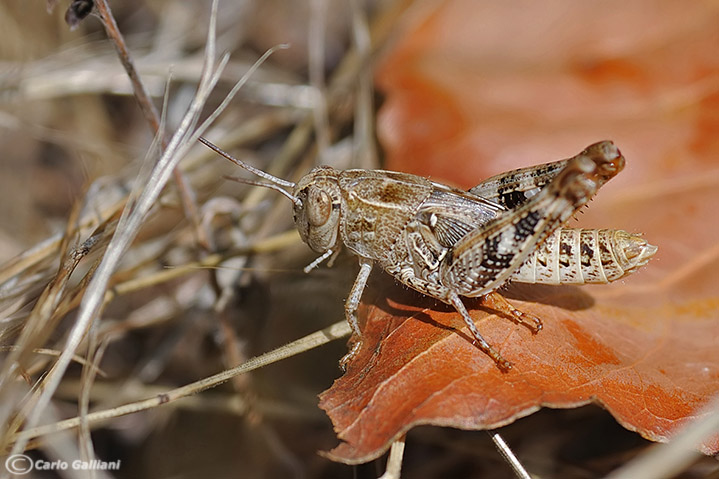 calliptamus italicus ??