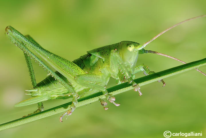 Tettigonia sp. (ninfa)