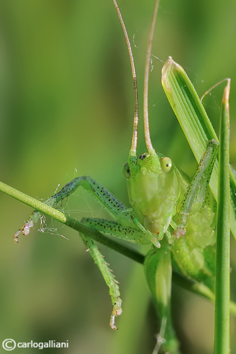 Tettigonia sp. (ninfa)