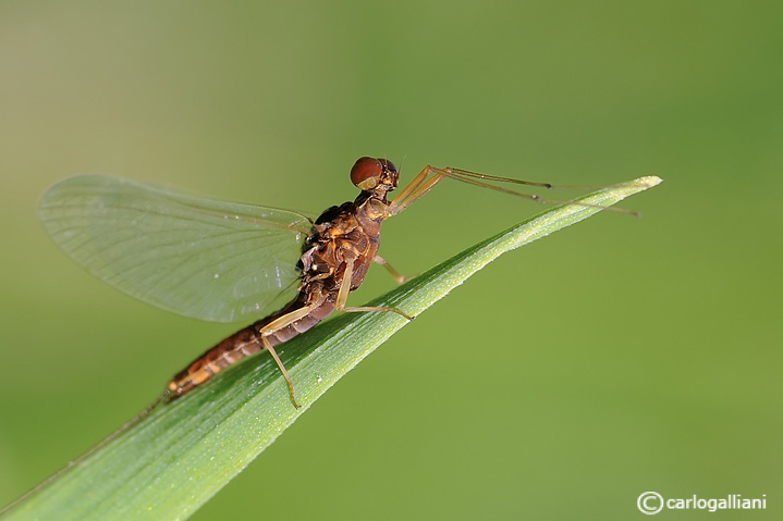 Serratella ignita