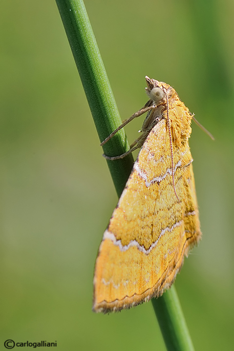 Camptogramma bilineata   ????  Si