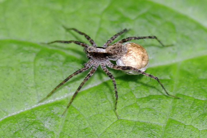 Pardosa sp.