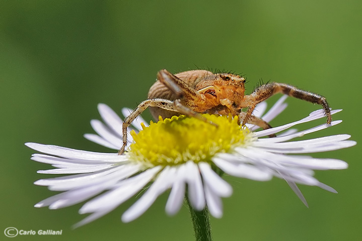 Xysticus sp.