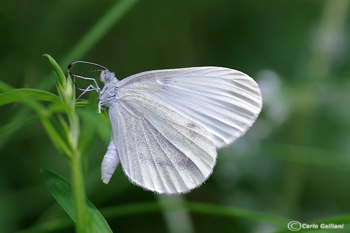 Pieridae da identificare