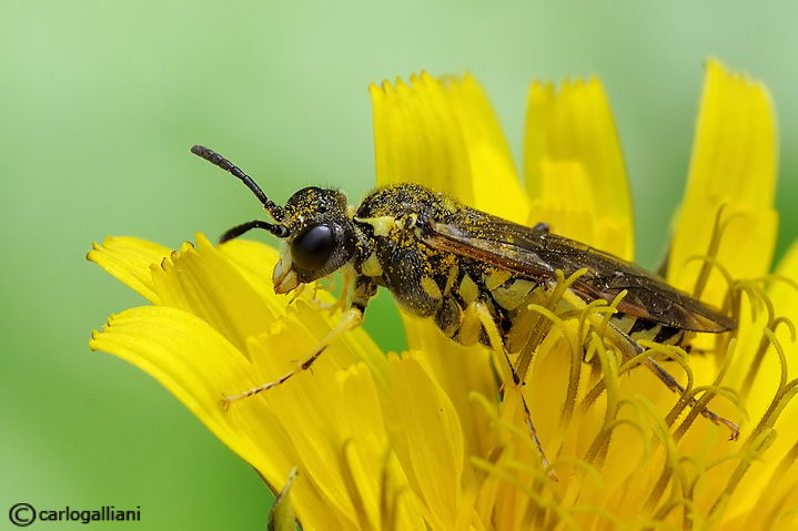 Tenthredinidae gialla e nera