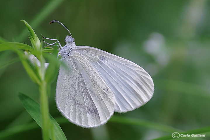 Pieridae da identificare