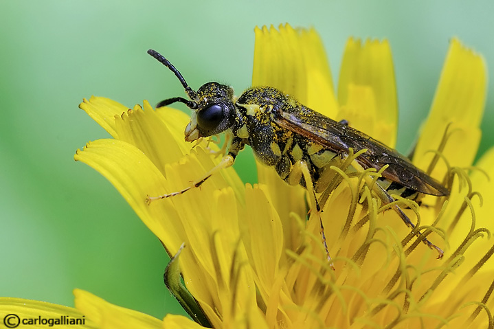 Tenthredinidae gialla e nera