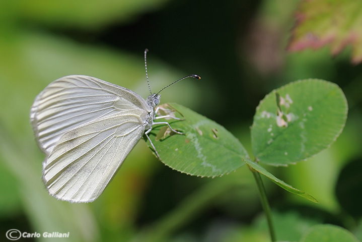 Pieridae da identificare