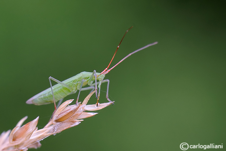 Stenodema ? No, Trigonotylus sp.