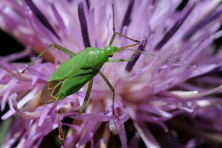 Miridae: Calocoris alpestris o C.affinis?