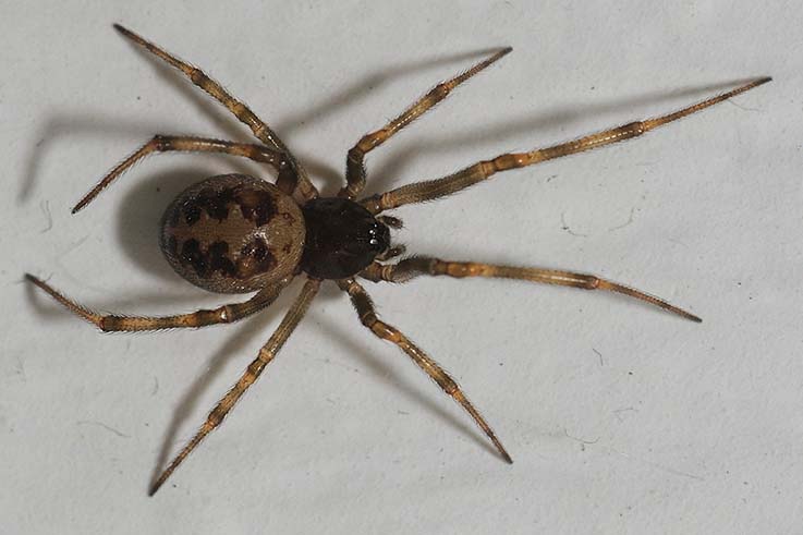 Steatoda triangulosa