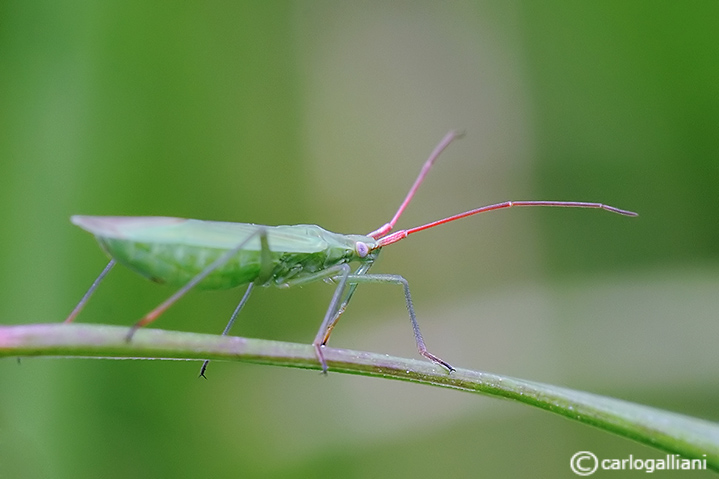 Stenodema ? No, Trigonotylus sp.