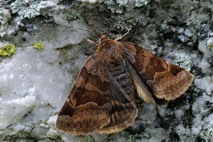 falena identificazione : Euclidia glyphica