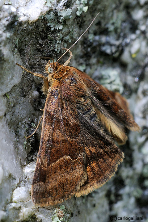 falena identificazione : Euclidia glyphica