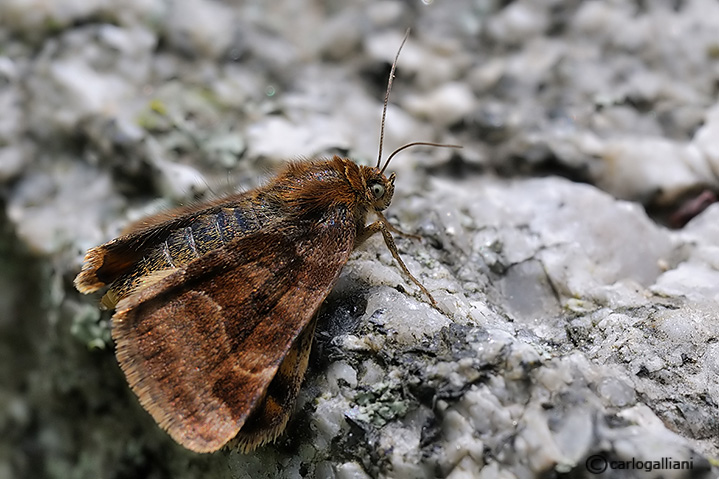 falena identificazione : Euclidia glyphica