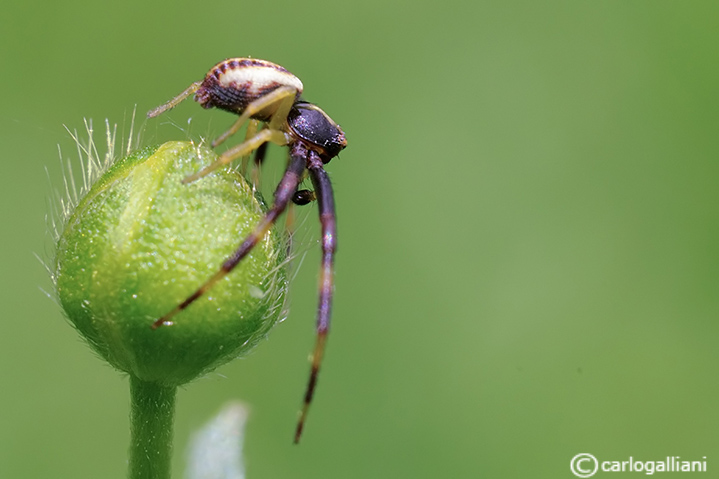 Misumena vatia