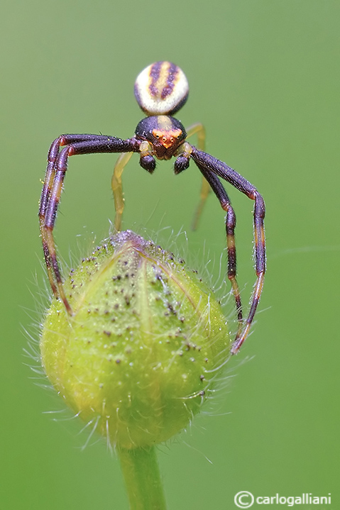 Misumena vatia