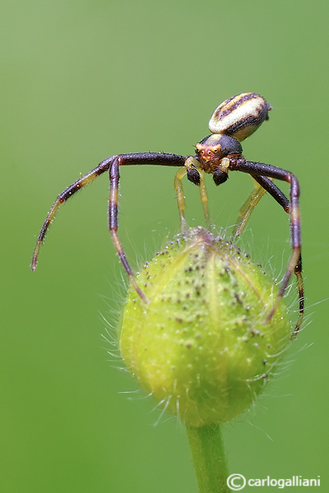 Misumena vatia