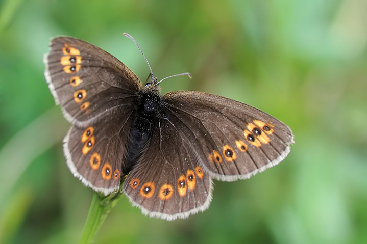 Erebia albergana ? S !