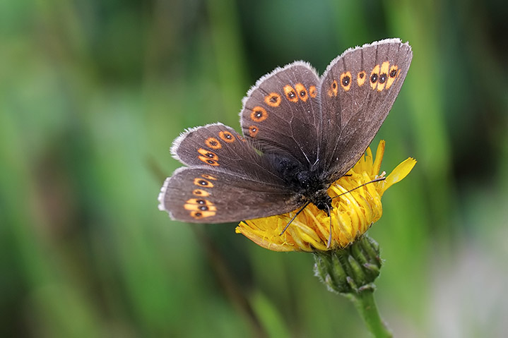 Erebia albergana ? S !