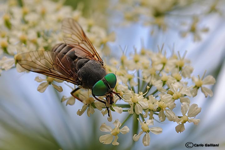 Philipomyia aprica ?