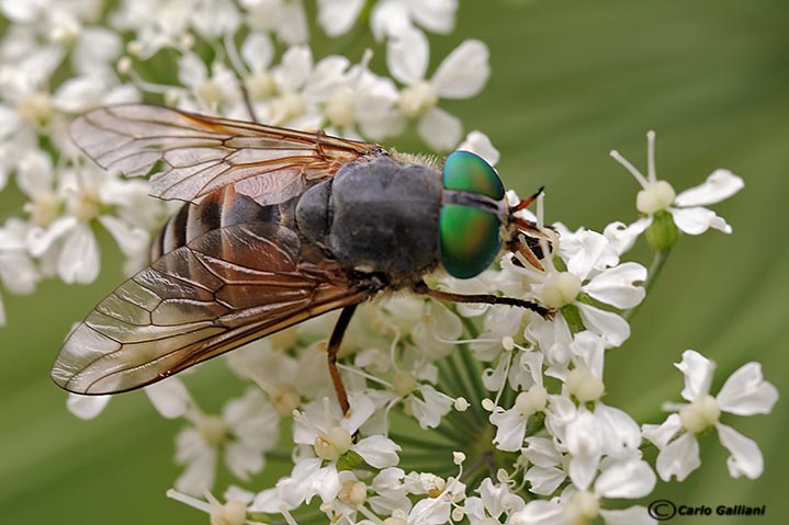 Philipomyia aprica ?