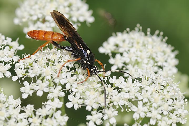 Ichneumonidae