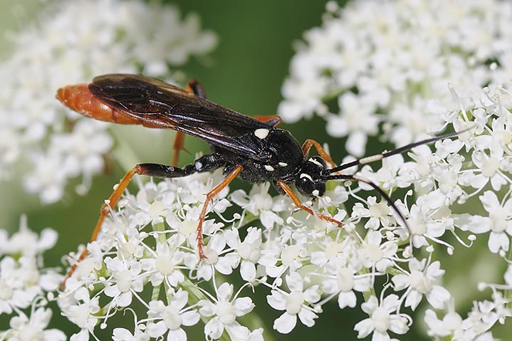 Ichneumonidae